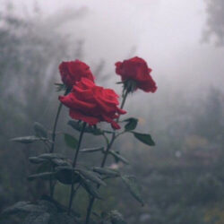 دانلود رایگان پلی لیست 64 موسیقی بی کلام برای خلوت و تنهایی (gloomcore)