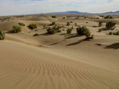 کویر کاراکال بافق سفری به سرزمین رملهای طلایی و گربه سیاهگوش