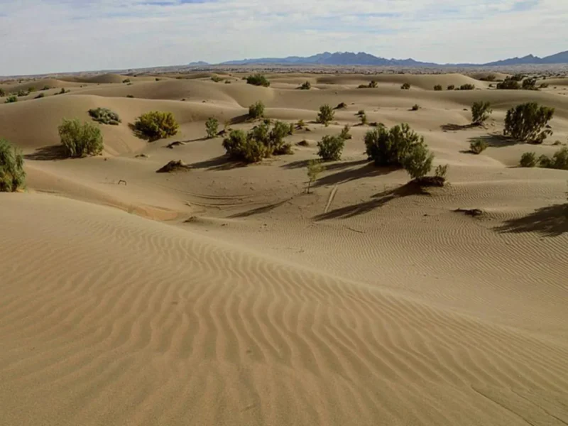 کویر کاراکال بافق سفری به سرزمین رملهای طلایی و گربه سیاهگوش